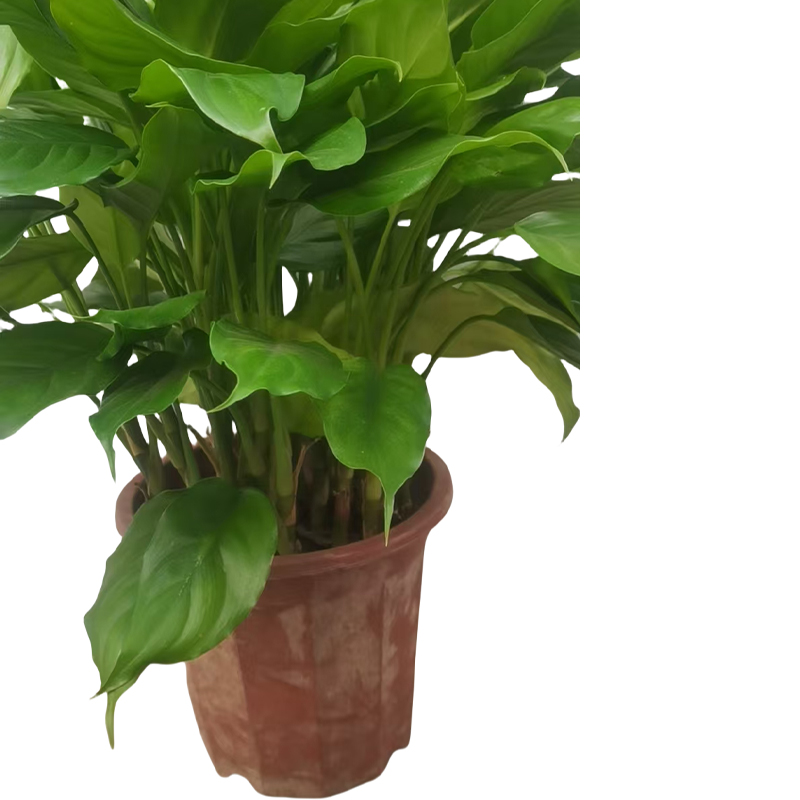 以雅以南 精品万年青50cm/盆高清大图