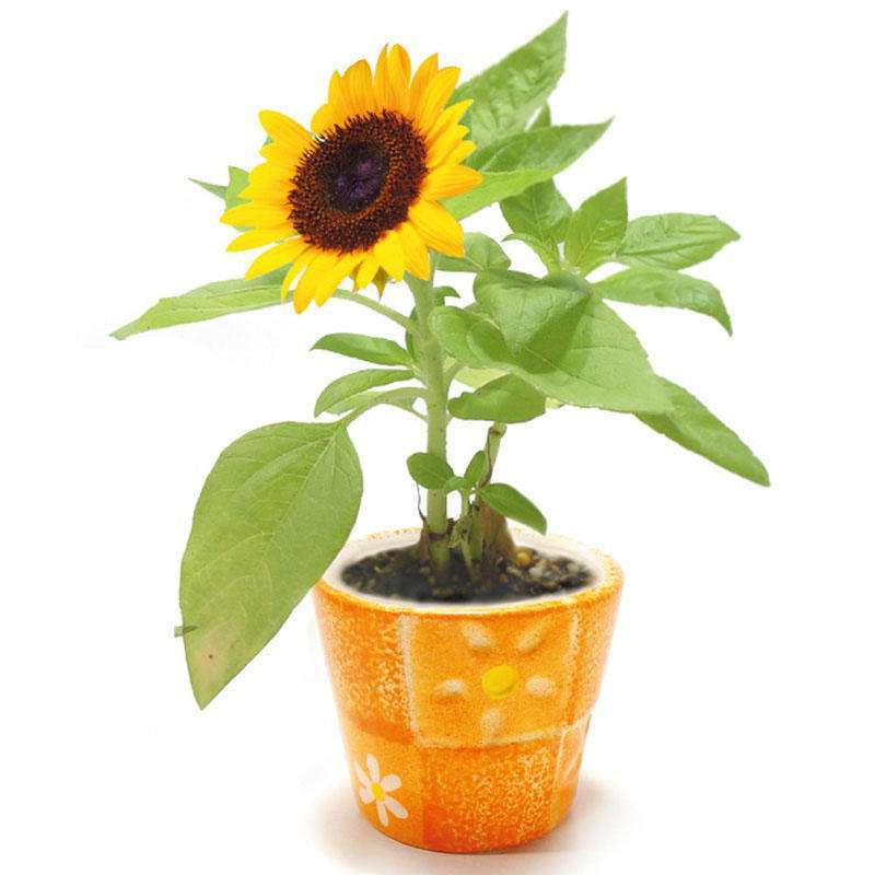 矮向日葵50粒+生长肥料 向日葵种子观赏食用花店切花种籽葵花籽油葵矮秆多头室内外盆栽孑图片