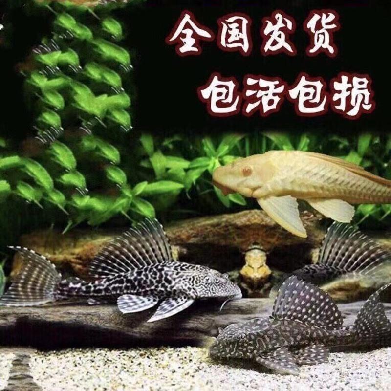 豹纹清道夫观赏鱼淡水鱼清洁工热带活体鱼异性清道夫混养 白鼠5条