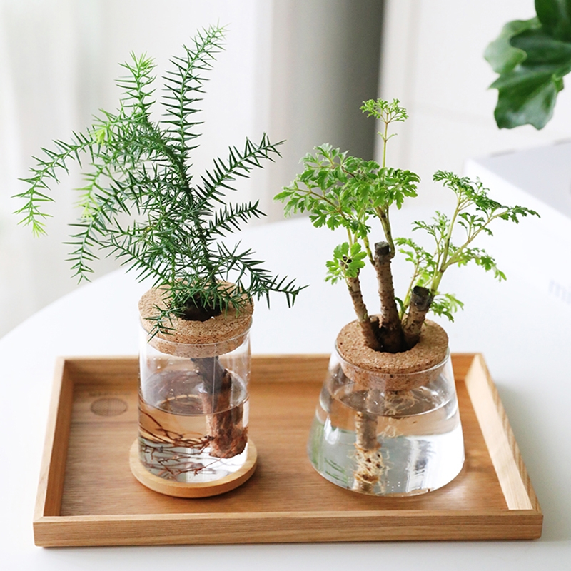 水培植物春羽小铁树澳洲杉室内桌面办公室植物小盆栽好养室内花