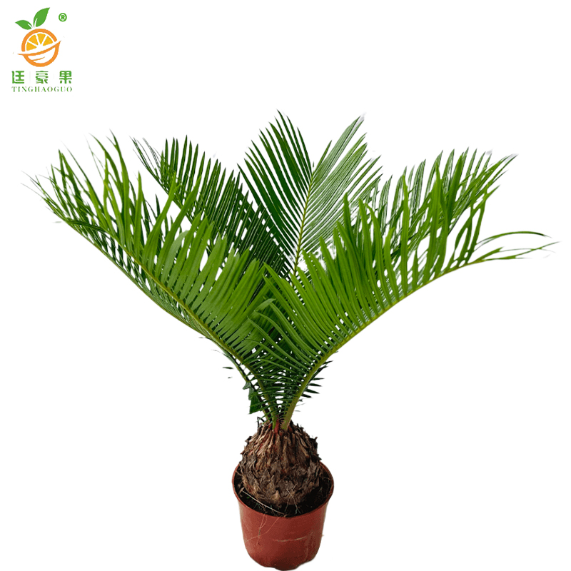 廷豪果 铁树 1.1米 /盆高清大图