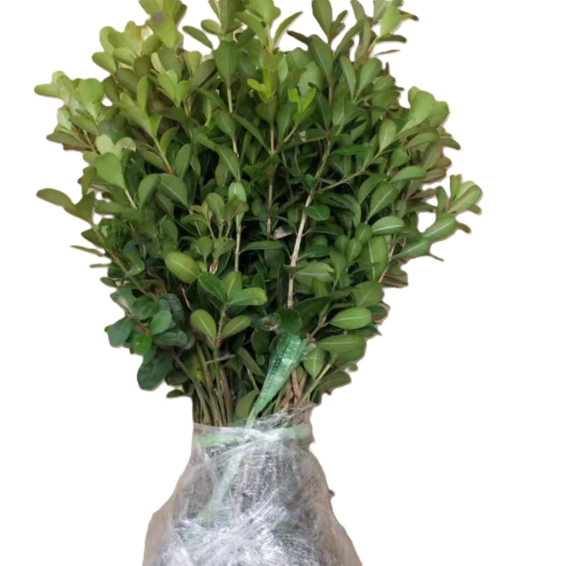 诚智旺 小叶黄杨 高40-50cm50棵 /捆