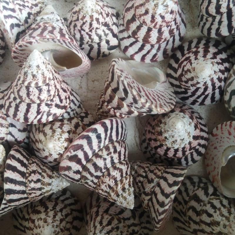 天然贝壳大海螺马蹄钟螺12cm