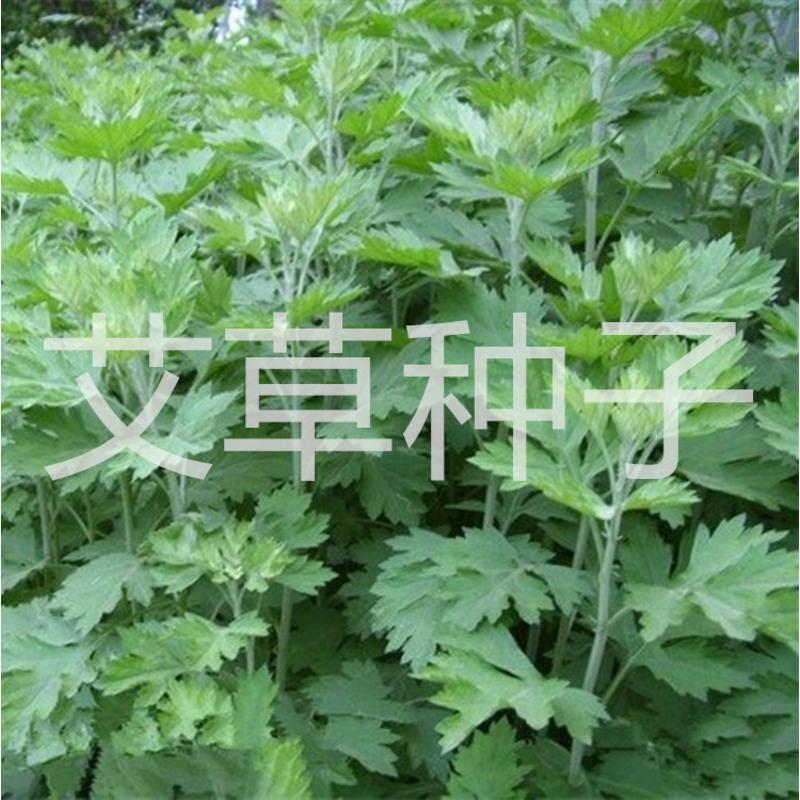 艾种子艾叶香药用食用艾绒香艾四季种青蒿艾蒿艾叶种子报价 参数 图片 视频 怎么样 问答 苏宁易购