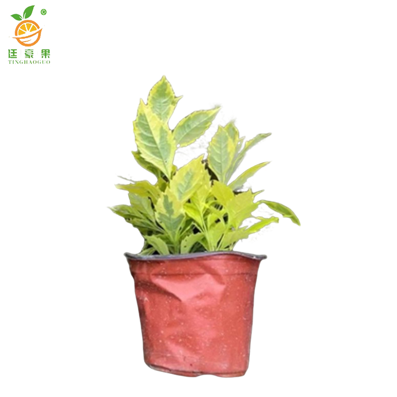 廷豪果 黄素梅盆栽 20cm高 /棵高清大图