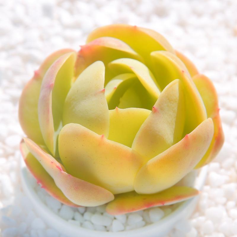 桃花石 多肉植物多肉组合盆栽防辐射绿植花卉办公创意萌肉肉云南