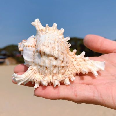 海螺壳天然超大海螺壳摆件巨型大贝壳天然鱼缸造景贝壳扇贝壳大千手螺