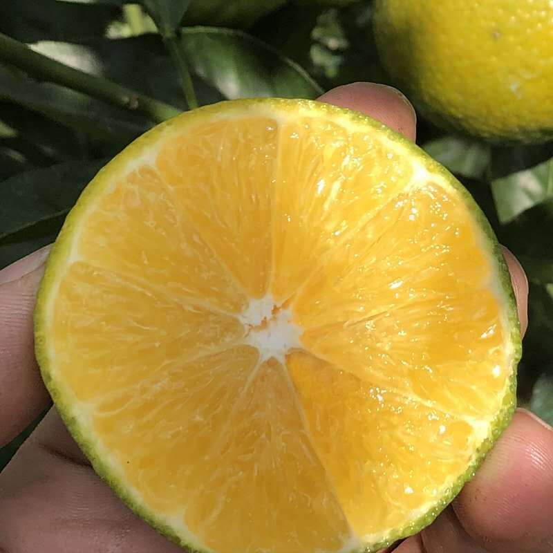 [鲜贝达]广西皇帝柑5斤装大果[单果60mm]新鲜水果