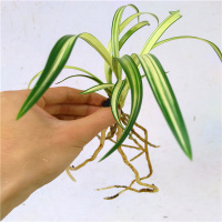 正品下山兰花春兰进化矮种兰花苗办公桌绿植花卉盆栽1苗代表1件，所以几苗拍几件不含盆