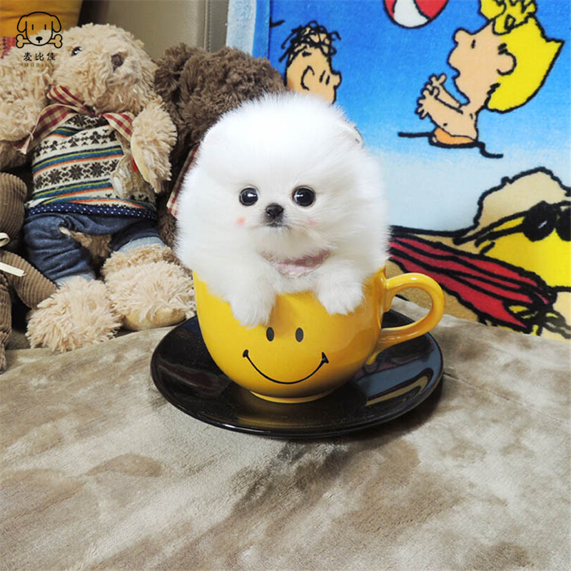 麦比佳 狗狗活体 纯种博美犬幼犬活体宠物狗狗哈多利系球体博美狗 玩具型博美犬茶杯犬长不大博美日系俊介犬高清大图