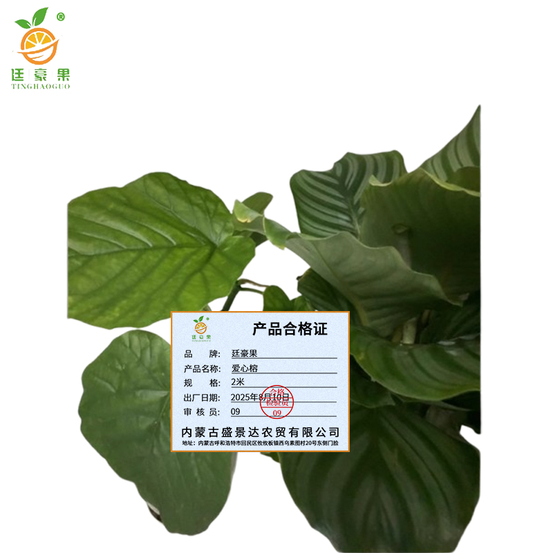 廷豪果 爱心榕 2米 /棵高清大图