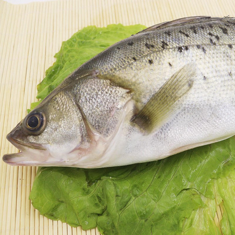 新鲜鲈鱼 海鲈鱼 七星鲈鱼 寨花鱼 花鲈 海鱼 顺丰空运 海鲜水产1kg