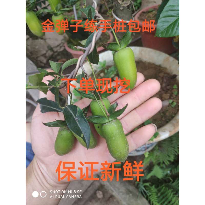 金弹子树桩盆景黑塔子公桩母桩熟桩老桩练手桩图片