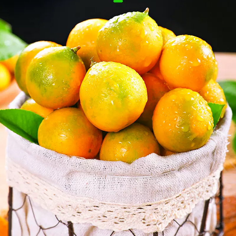 礼盒装[熊猫鸟]广西小金桔 4斤 大果 约35个/斤 新鲜水果脆甜滑皮冰糖金桔应当季水果高清大图