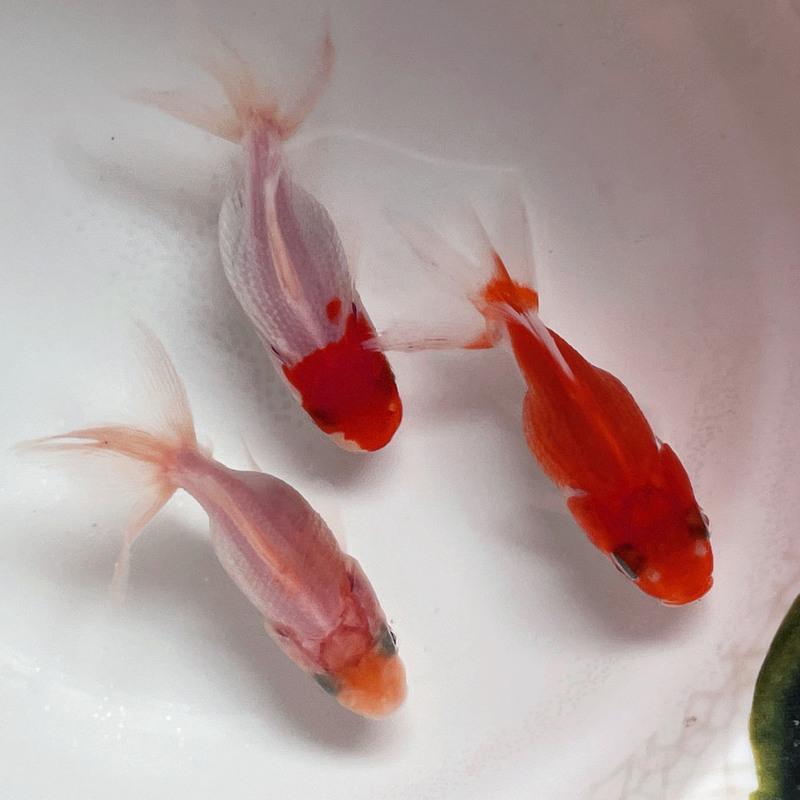 精品鹤顶红金鱼活体观赏鱼冷水鱼鸿运当头丹顶红鱼苗小型鱼好养活