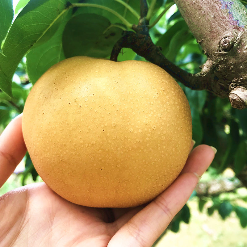 现摘丰水梨甜梨10斤5斤2斤新鲜水果嫩甜多汁梨子黄皮梨秋月黄花梨参数