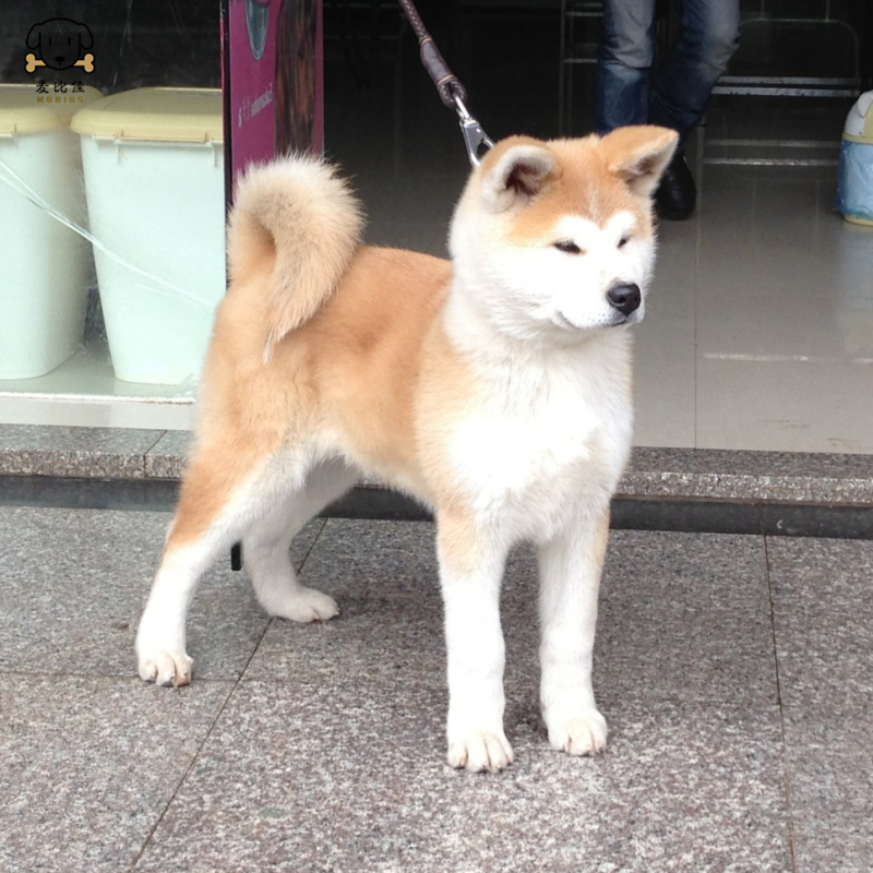 麦比佳 秋田犬幼犬 狗狗活体纯种双血统级大型犬秋田宠物狗 大骨架赛级高品质日系秋田看家护院 忠犬八公狗视频挑选高清大图