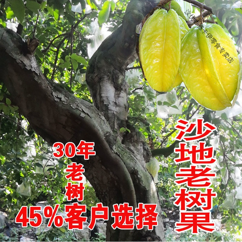 老树爆汁新鲜甜杨桃水果应季桃红杨桃洋五角星批发 3斤装[沙地老树特大果]特挑选5个
