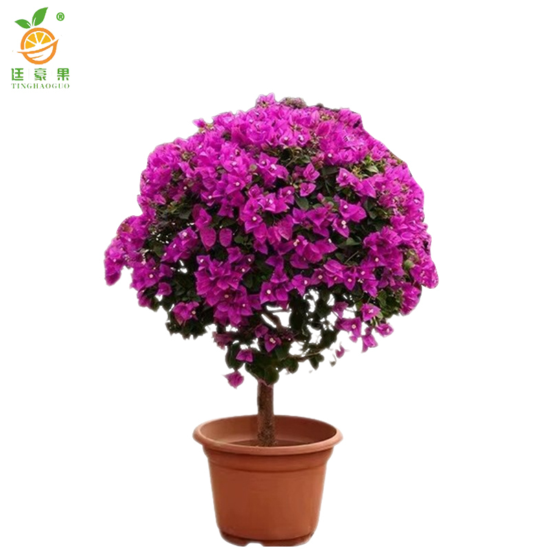 廷豪果 三角梅盆栽 冠幅80cm /株高清大图