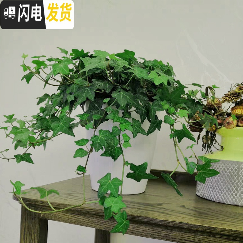 三维工匠懒人花盆自动吸水花盆绿萝用懒人盆特大水培自吸盆塑料吸水盆 白色(绳+篮子) m7[大号3个装]花盆容器