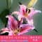 [买三送四]香水百合种球加仑盆塑料盆进口品种易种植好养护秋冬季应季上市包活包开花可选配可套餐自产自销