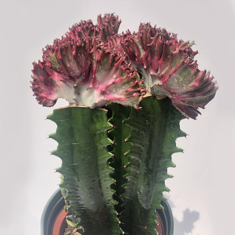 回固 玉麒麟吸室内仙人柱护宅巴西龙骨盆栽龙骨花室内花 植物 彩春风