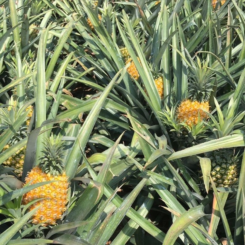 赛卡伊超甜新鲜大菠萝香水大菠萝手撕菠萝水果凤梨菠萝批发大果