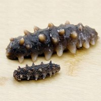 宫品单只淡干小海参家用3.5-3.8cm 1只 每满20只赠1只国产简装盒装