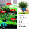 鱼缸造景莫斯沉木水榕无土植物懒人增氧真水草趴地矮珍珠陀草