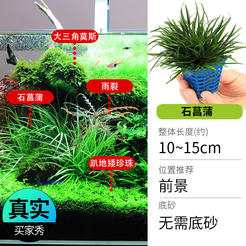 鱼缸造景莫斯沉木水榕无土植物懒人增氧真水草趴地矮珍珠陀草