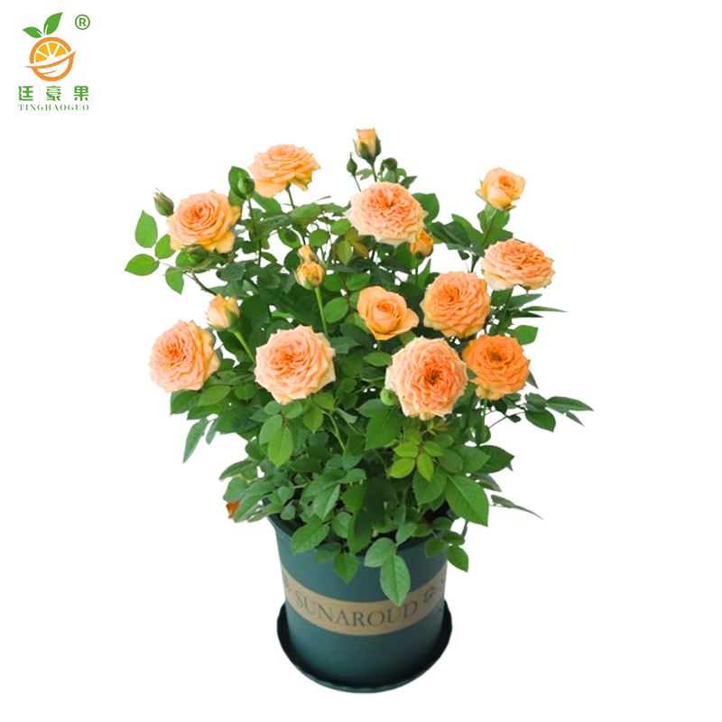 廷豪果 月季花 YJH-1 /束高清大图