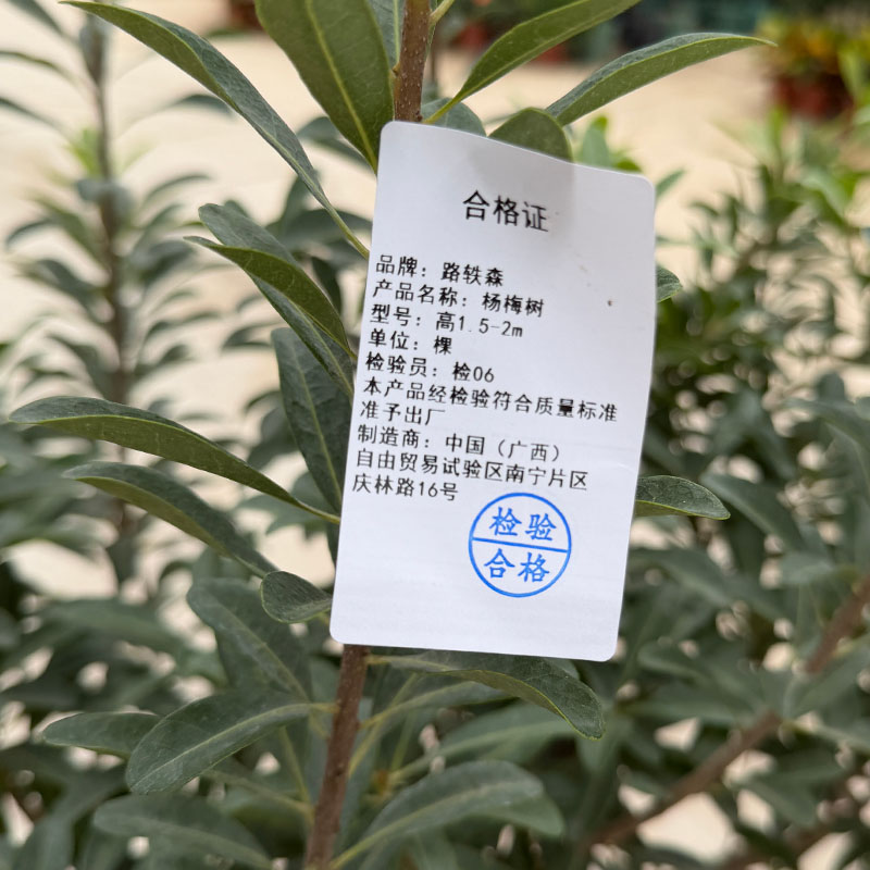 路轶森 杨梅树高1.5-2m 棵高清大图