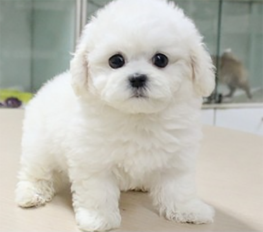 金毛幼犬中型犬活体宠物狗狗纯种金毛犬宠物狗公母宠物级视频挑选狗狗