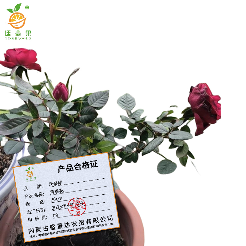 廷豪果 月季花 20cm /根高清大图