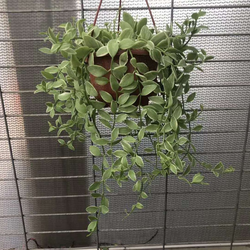 #新品金边翡翠小吊兰长藤垂吊绿植适合种植阳台挂室内装饰易养活 天冷保温发货金边翡翠