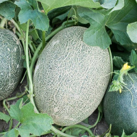 【中华特色】湘西馆 西周蜜哈密瓜2个装 约7-8斤左右 新鲜水果
