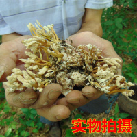 2018年新货大别山区 野生金蝉花 竹林蝉花土蝉花 金蝉花100克