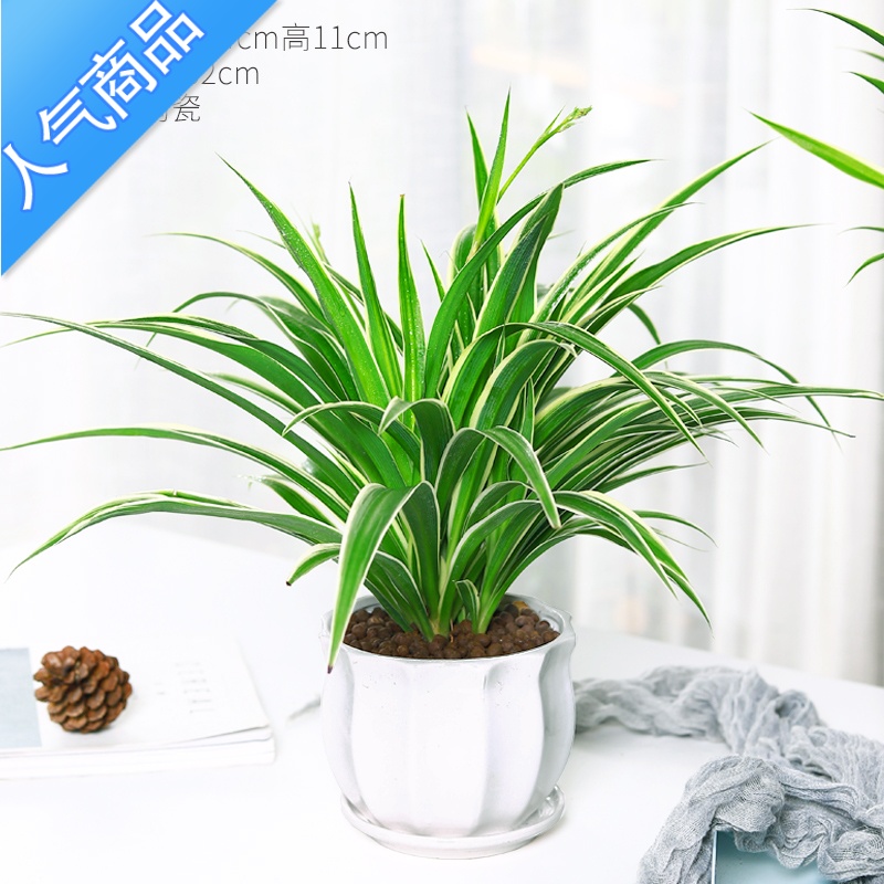 yicheng金边吊兰盆栽植物花卉室内去甲醛绿植好养垂吊阳台办公室易活