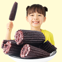燕之坊黑糯玉米新鲜玉米棒子即食10只2.2公斤