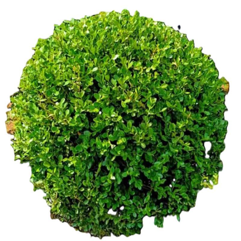 诚智旺 黄杨球 冠幅80cm /棵高清大图