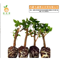 廷豪果 三角梅 70cm /棵