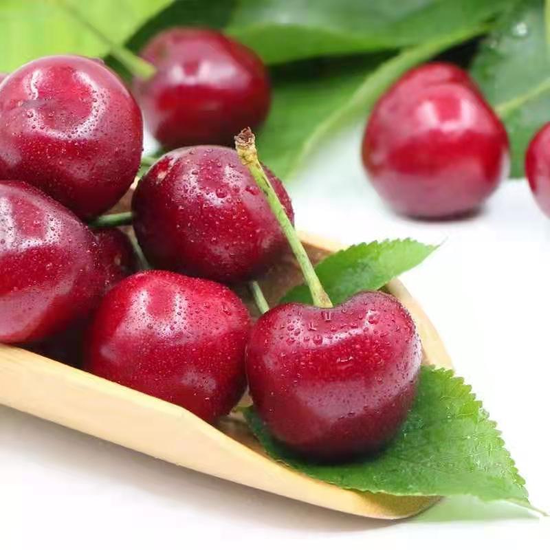 大樱桃新鲜现摘2斤3斤5斤新鲜水果顺丰发货产地直发大连特产大樱桃