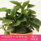 [特价上市]碧玉/豆瓣绿护眼盆栽椒草胡椒属多年生配植多款陶瓷盆精致清新悦目适合电脑旁