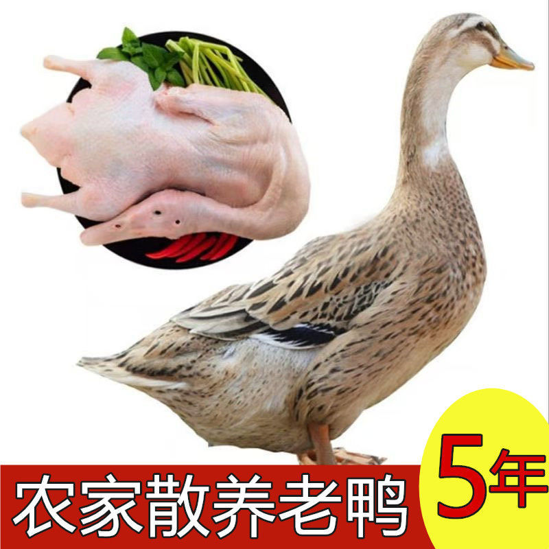 赛卡伊 散养五年老鸭子土鸭水鸭麻鸭笨鸭新鲜鸭子生鲜火锅食材现杀现发 散养5年老鸭推荐装【5.5斤/只】