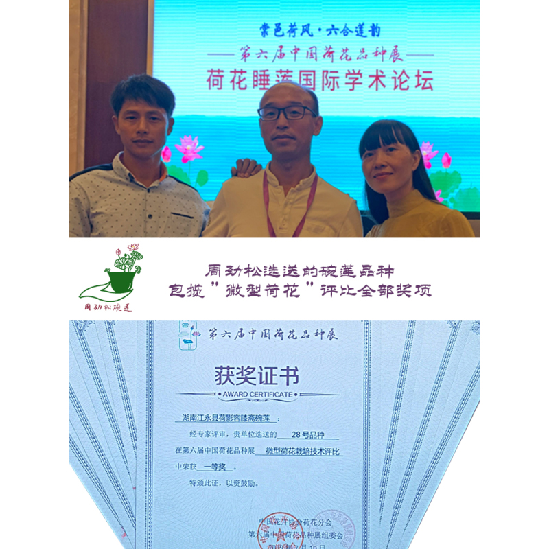 [紫霞]周劲松®微莲碗莲种藕微型植物非水培植物碗莲考槃花苑