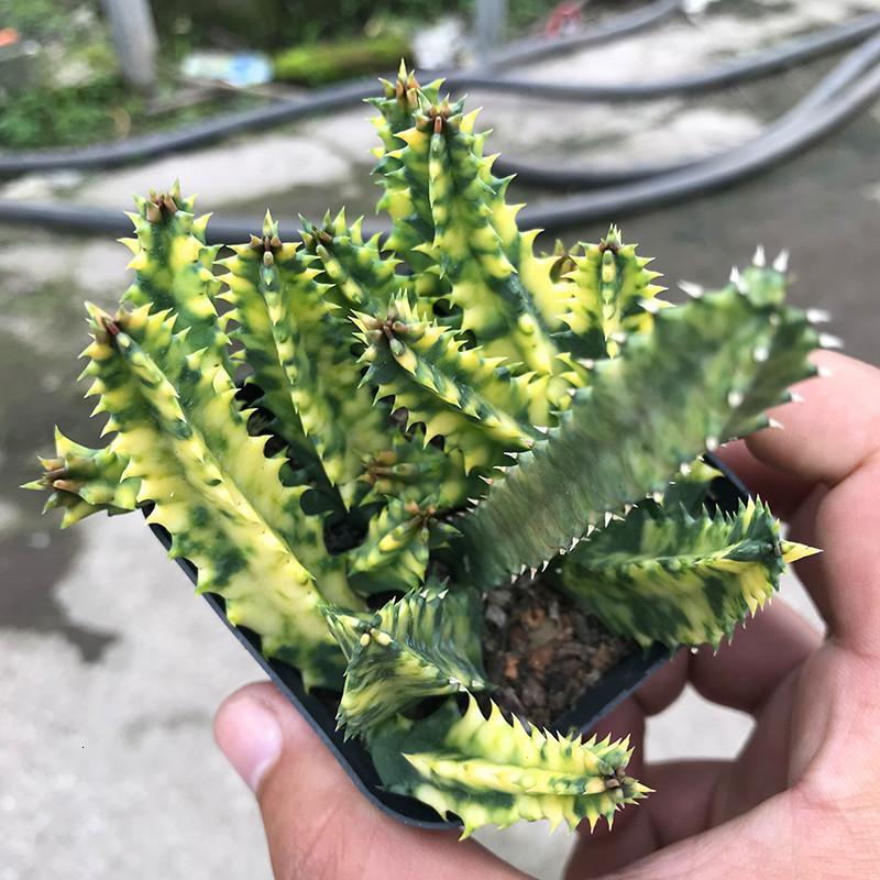 多头犀牛角锦萝藦颗多肉植物盆栽米魁花卉仙人球犀牛角满盆裸根不带土