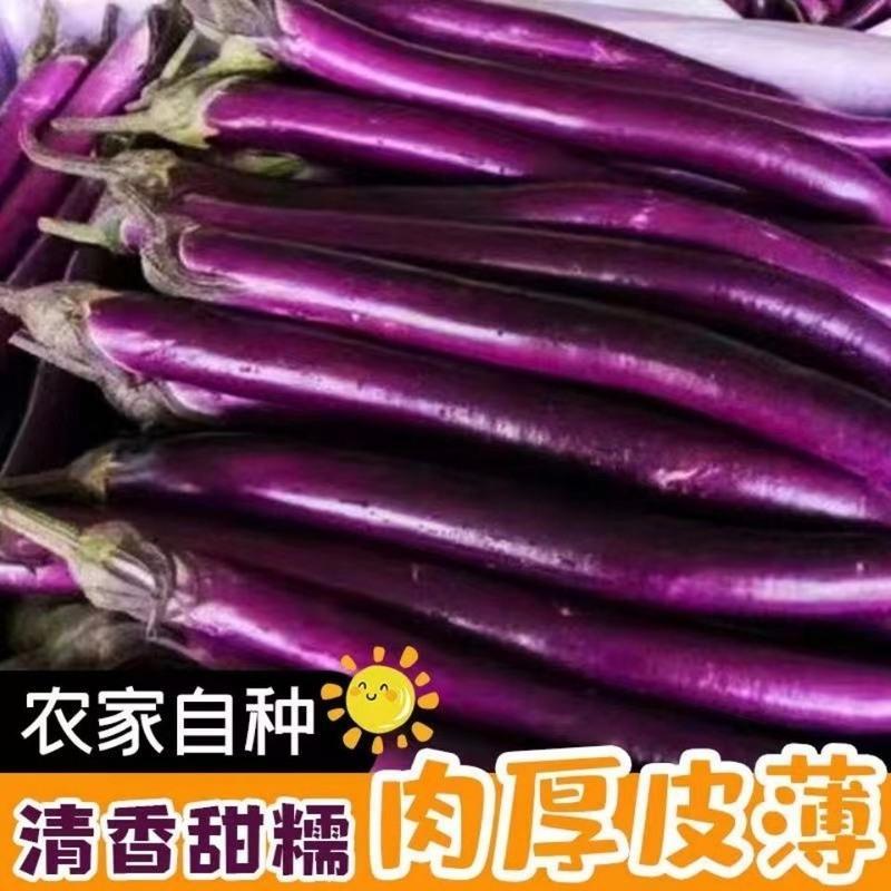 湛航茄果瓜类报价_参数_图片_视频_怎么样_问答-苏宁易购