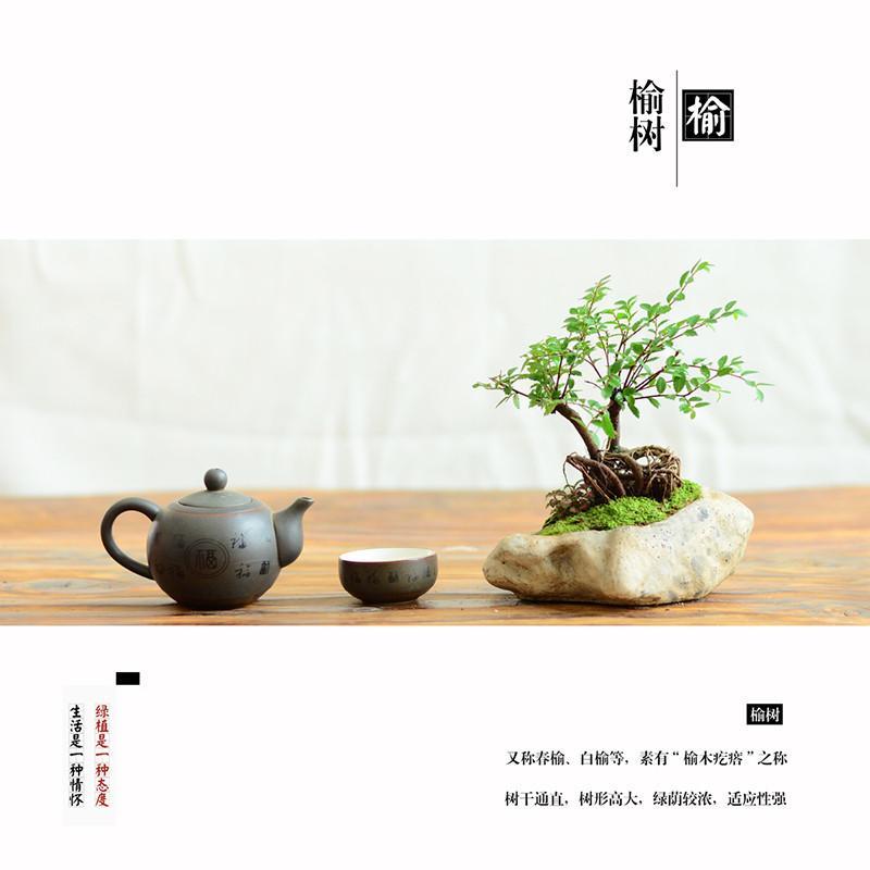 小叶榆树盆景 室内抗辐射植物盆栽 净化空气四季常青植物花卉