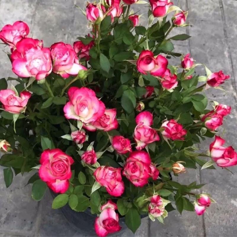 月季花苗耐热丰花重瓣多头四季开花庭院欧月玫瑰盆栽 白底红边阳台中