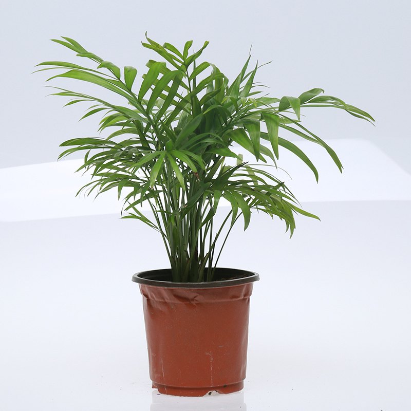 袖珍椰子小椰子配植精美陶瓷花盆精美清新小盆栽耐干耐湿养护粗放包活